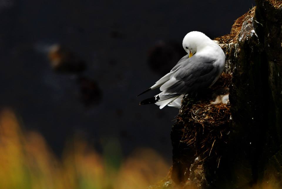 Un gabbiano appollaiato sul nido a ridosso di una scogliera nera